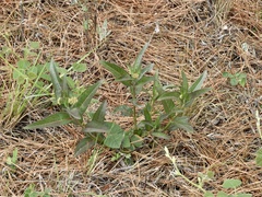 Asclepias mellodora