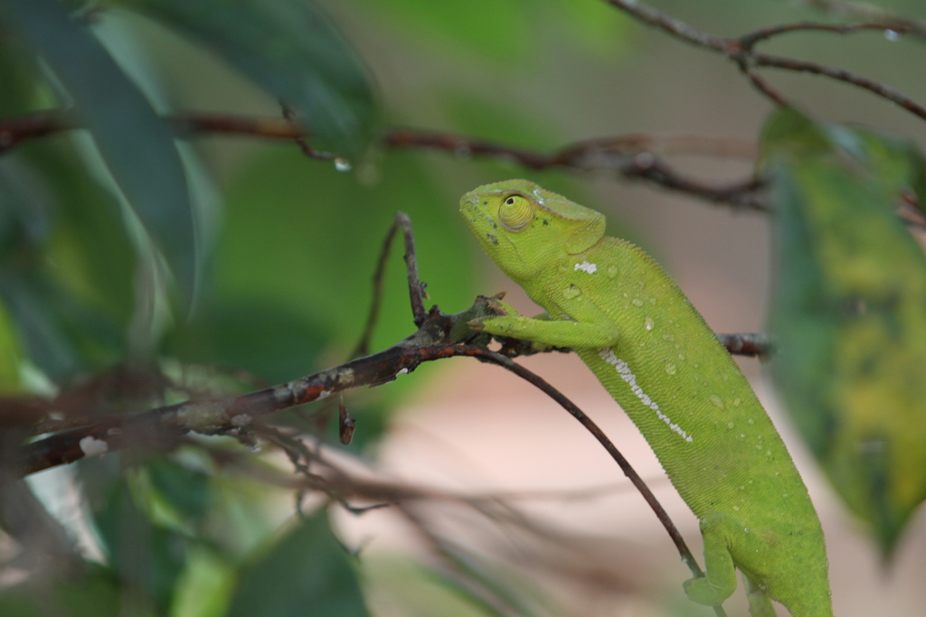 Necas's Chameleon