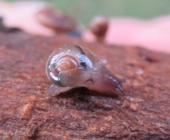 Vitrina pellucida