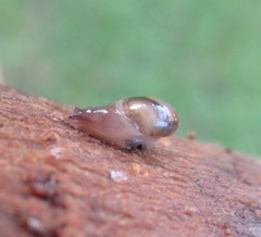 Vitrina pellucida