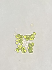 Westella botryoides