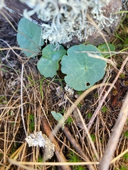 Umbilicus rupestris