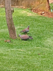 Columba guinea