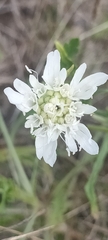 Pycnocomon rutifolium