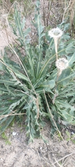 Reichardia