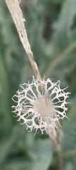 Reichardia