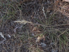 Rytidosperma racemosum