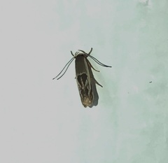 Stathmopoda megathyma