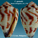 Conus sponsalis - Photo (c) Almed2,  זכויות יוצרים חלקיות (CC BY-SA)