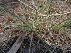Rytidosperma racemosum
