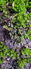Bryum argenteum