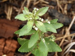 Pombalia parviflora