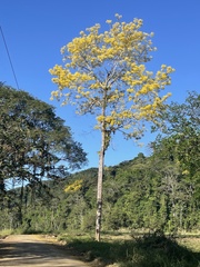 Schizolobium parahyba