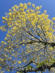Schizolobium parahyba