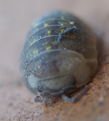 Armadillidium granulatum
