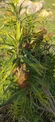 Gomphocarpus fruticosus