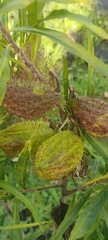 Gomphocarpus fruticosus