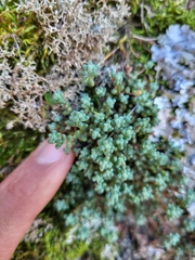 Sedum brevifolium