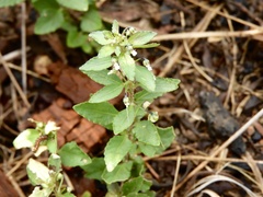 Pombalia parviflora