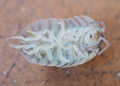 Armadillidium granulatum