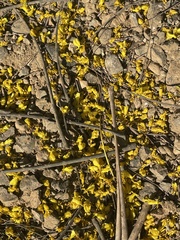 Schizolobium parahyba