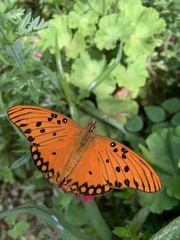 Dione vanillae