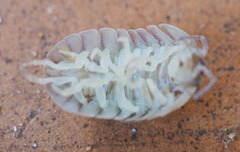 Armadillidium granulatum