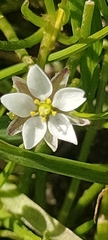 Spergula