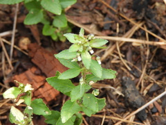Pombalia parviflora