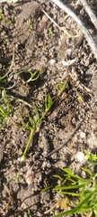Spergula