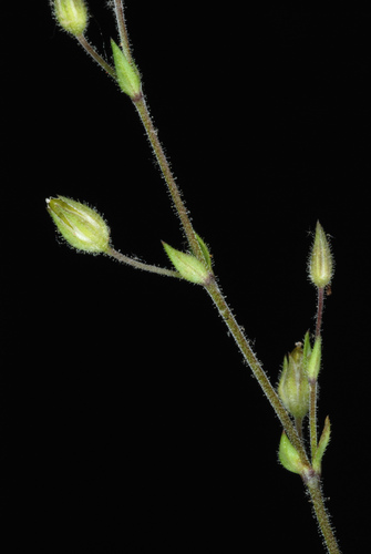 Arenaria serpyllifolia