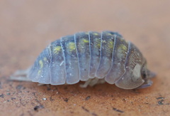 Armadillidium granulatum