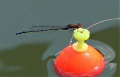 Pseudagrion