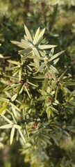 Juniperus macrocarpa