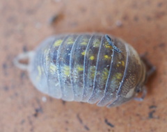 Armadillidium granulatum
