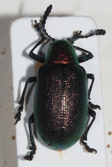 Platycorynus