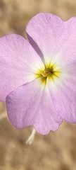 Malcolmia littorea