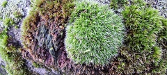 Grimmia pulvinata