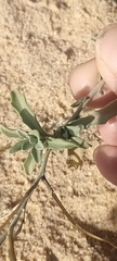 Malcolmia littorea