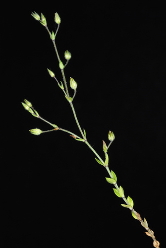 Arenaria serpyllifolia (Arenaria serpyllifolia)