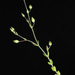 Arenaria serpyllifolia - Photo (c) Douglas Goldman,  זכויות יוצרים חלקיות (CC BY-NC), הועלה על ידי Douglas Goldman