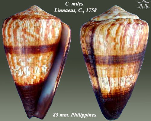 soldier cone