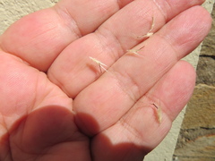 Rytidosperma racemosum