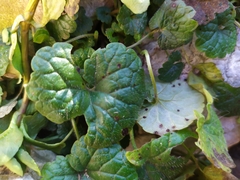 Puccinia glechomatis