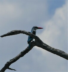 Halcyon senegalensis