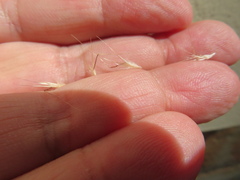 Rytidosperma racemosum