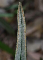Pyrrosia longifolia