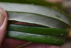 Pyrrosia longifolia