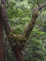Pyrrosia longifolia
