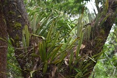 Pyrrosia longifolia